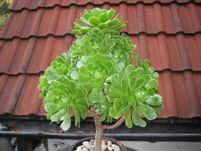 Эониум комнатное растение