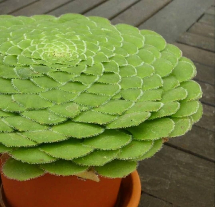 Эониум tabuliforme