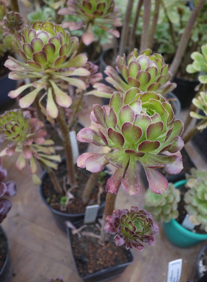 Эониум седифолиум