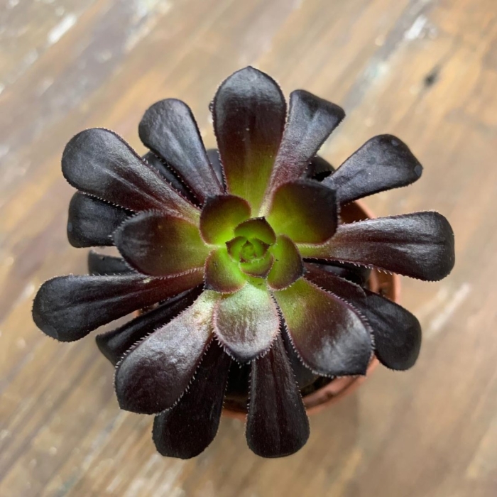 Суккулент aeonium schwarzkopf