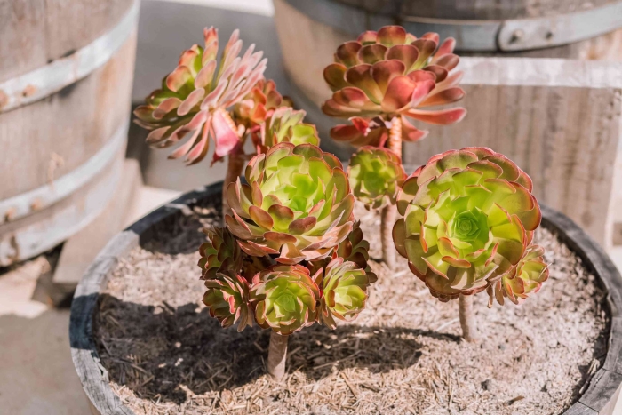 Эониум арнольди