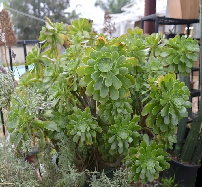 Aeonium undulatum