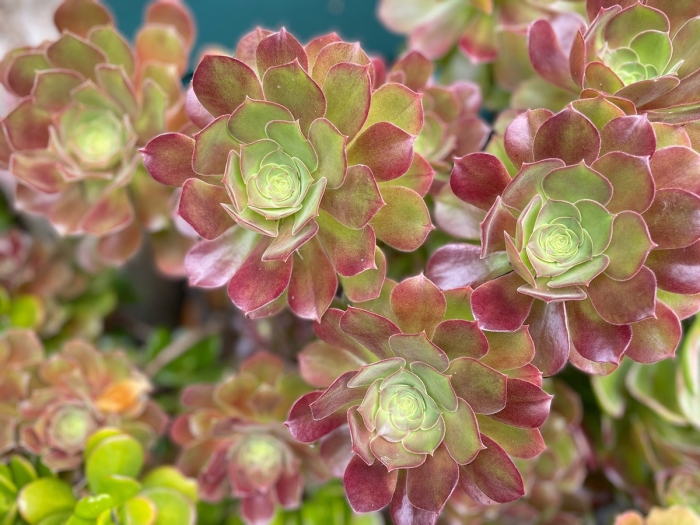 Суккулент эониум