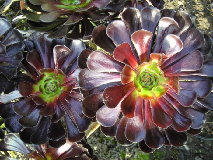 Aeonium arboreum zwartkop