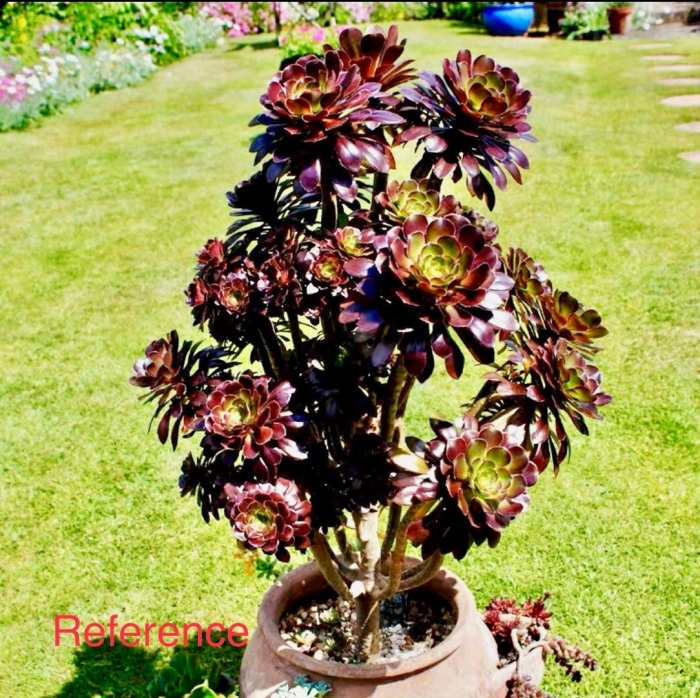 Aeonium arboreum