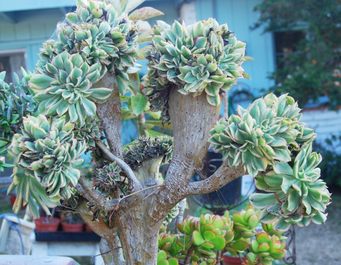 Эониум санберст кристата