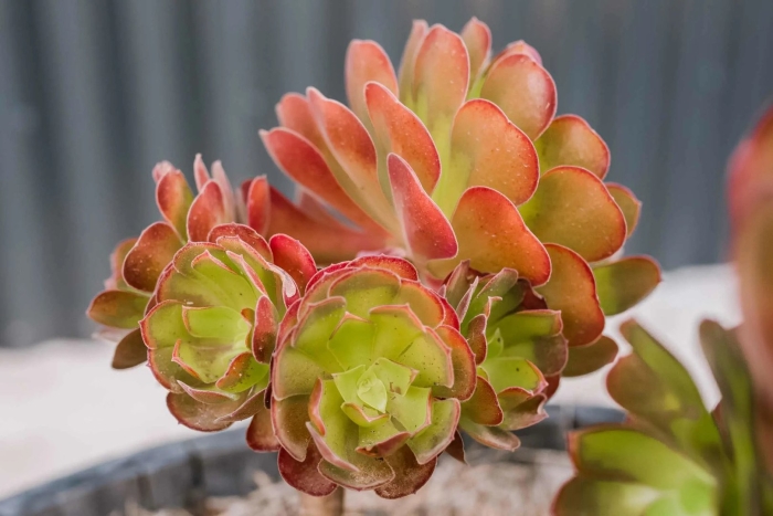 Aeonium webbii