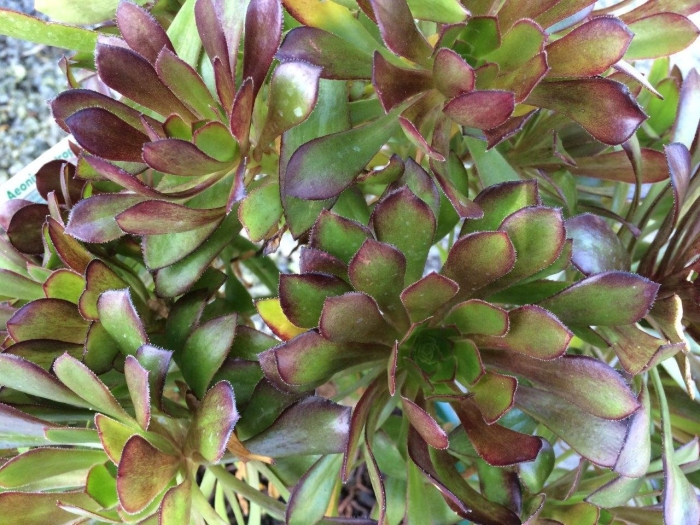 Эониум атропурпуреа