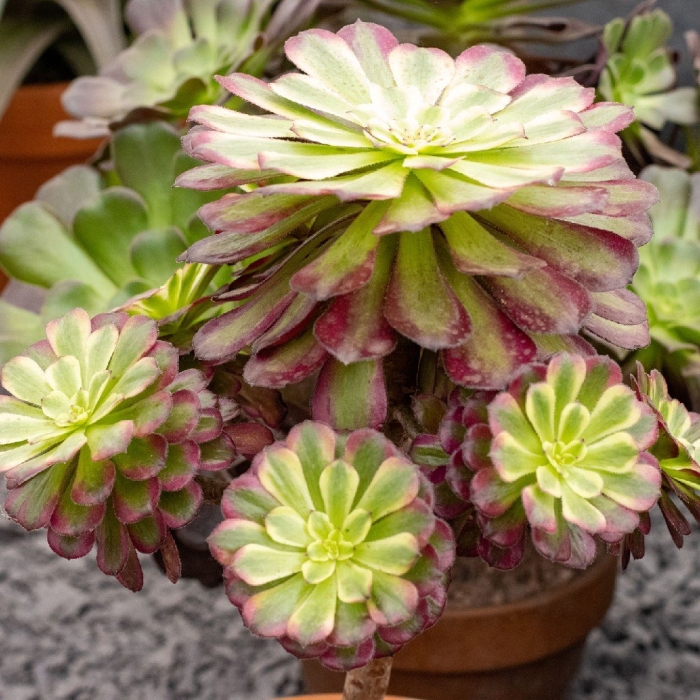 Aeonium cristata