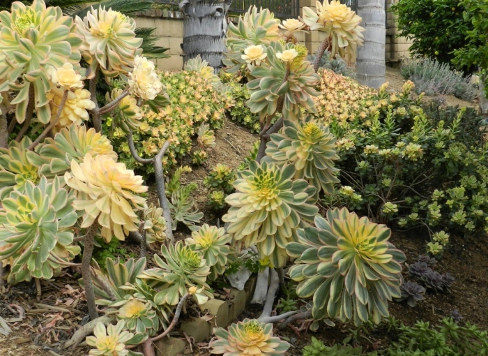 Aeonium arboreum sunburst