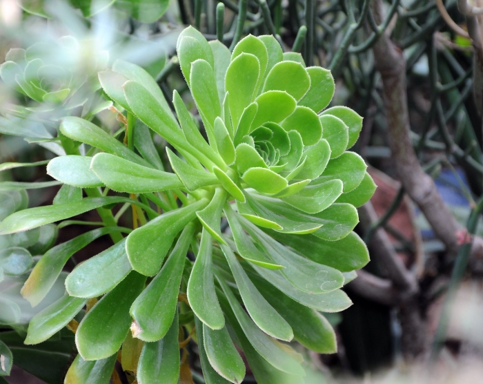 Эониум тарелковидный