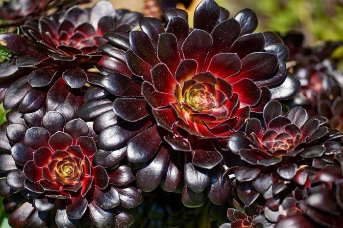 Aeonium arboreum atropurpureum