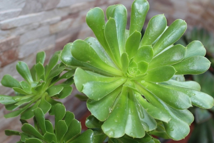 Aeonium urbicum