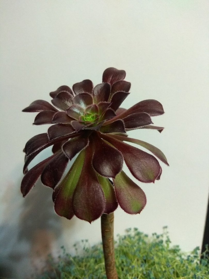 Суккулент эониум арбореум