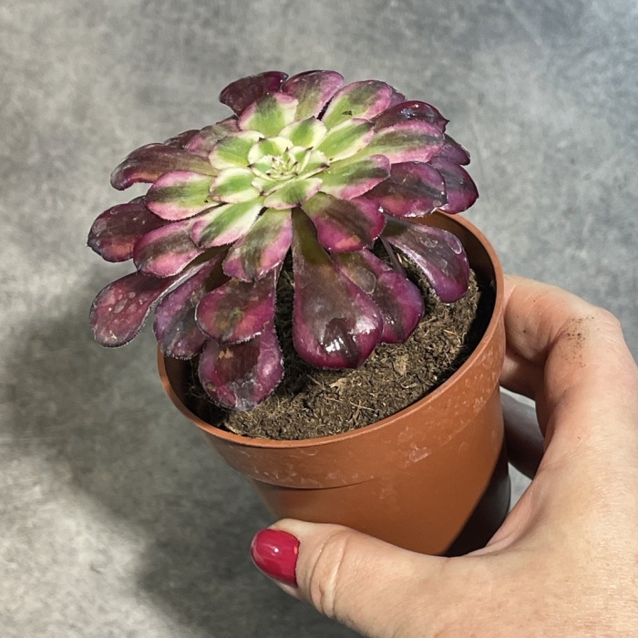 Эониум декорум