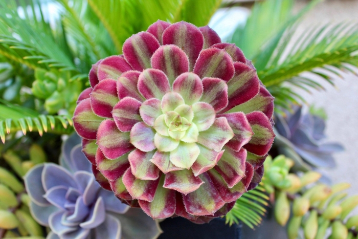 Эониум mardi gras