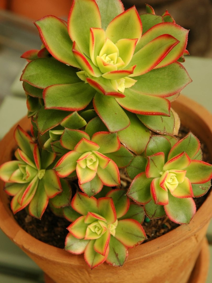 Эониум тарельчатый