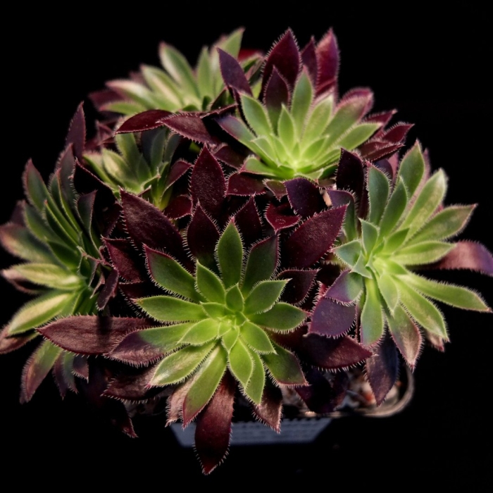 Эониум росков