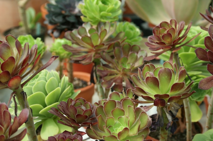 Суккулент эониум