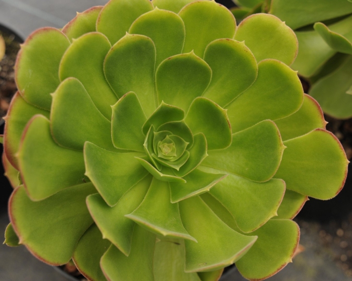 Эониум urbicum