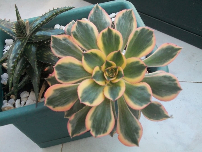 Эониум линдлея