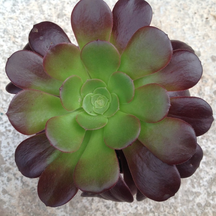 Эониум атропурпуреум