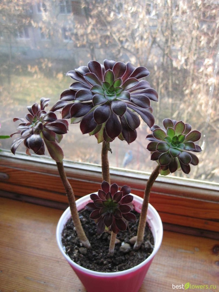 Суккулент эониум древовидный