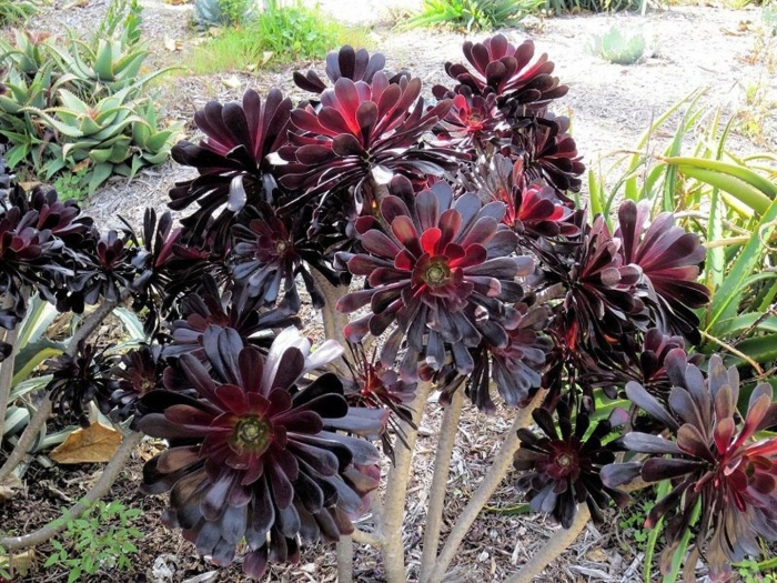 Эониум древовидный