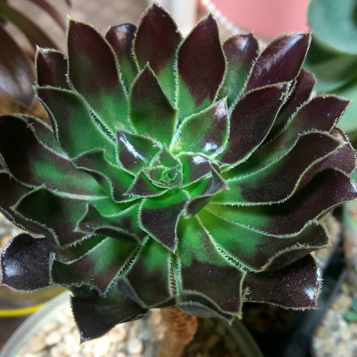 Эониум каменная роза