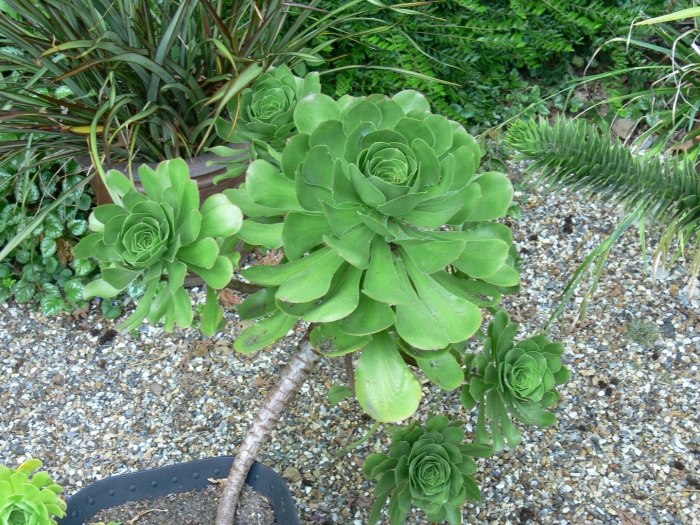 Aeonium ciliatum