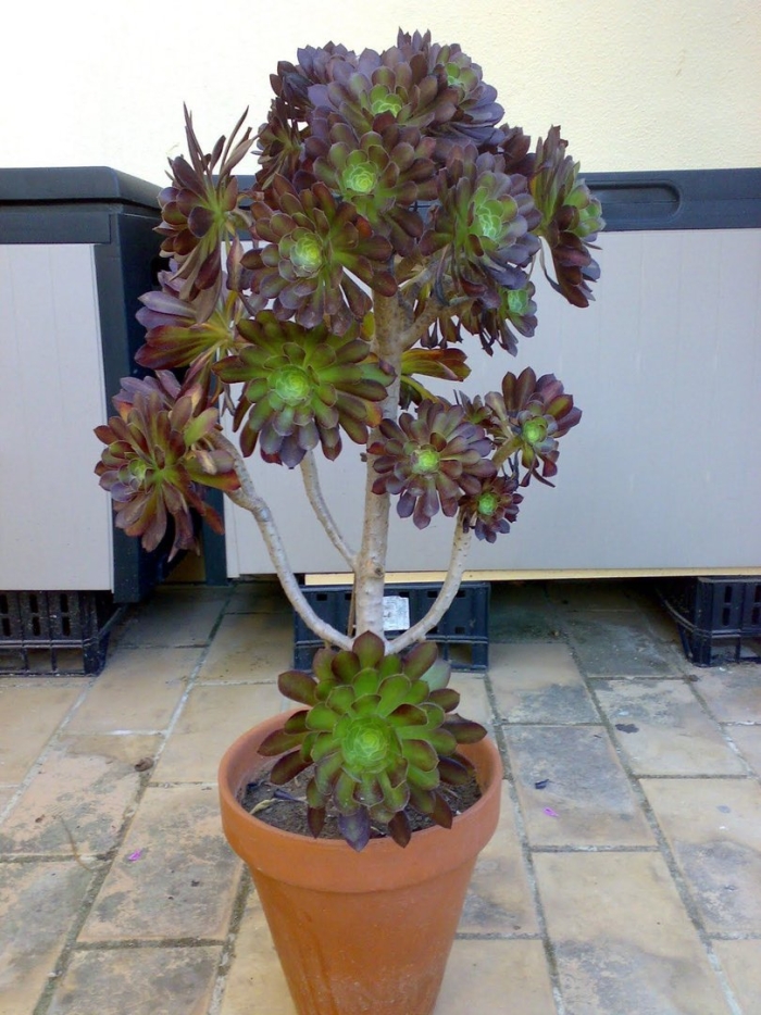 Aeonium arboreum atropurpureum
