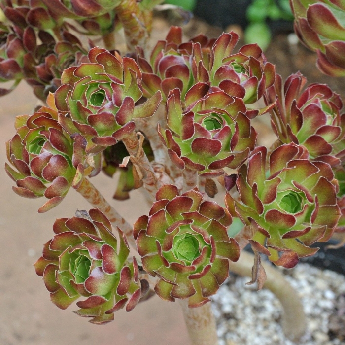Aeonium canariense