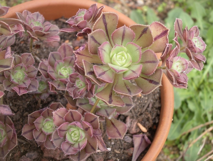 Эониум маскаензе