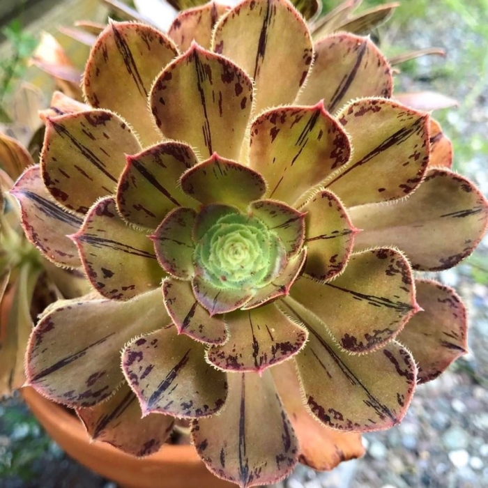 Aeonium rubrolineatum