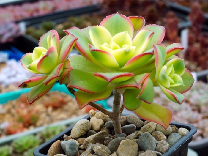 Эониум sunburst