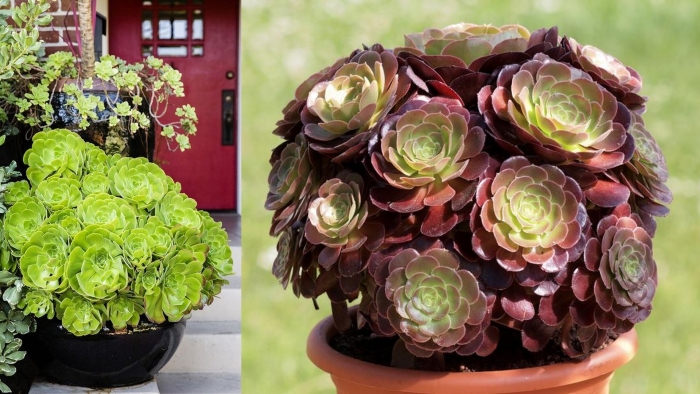 Суккулент эониум древовидный