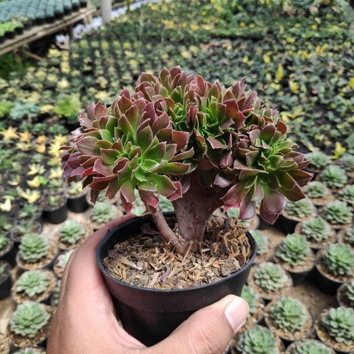 Эониум древовидный шварцкопф