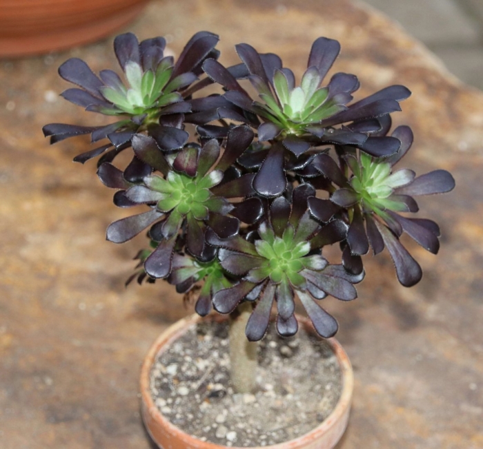 Эониум санрайз