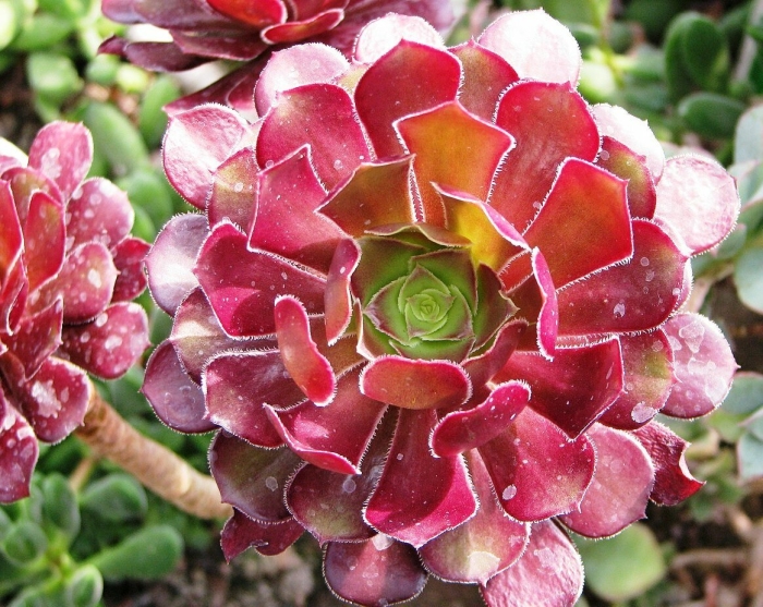 Суккулент эониум