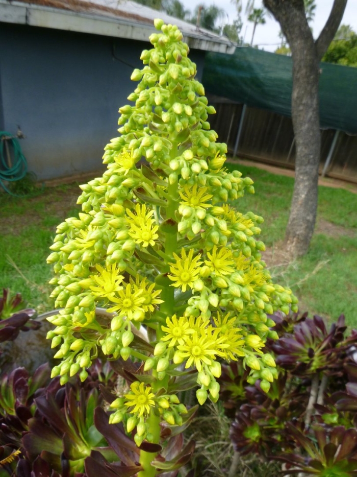 Aeonium cuneatum