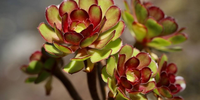 Aeonium decorum haworthii