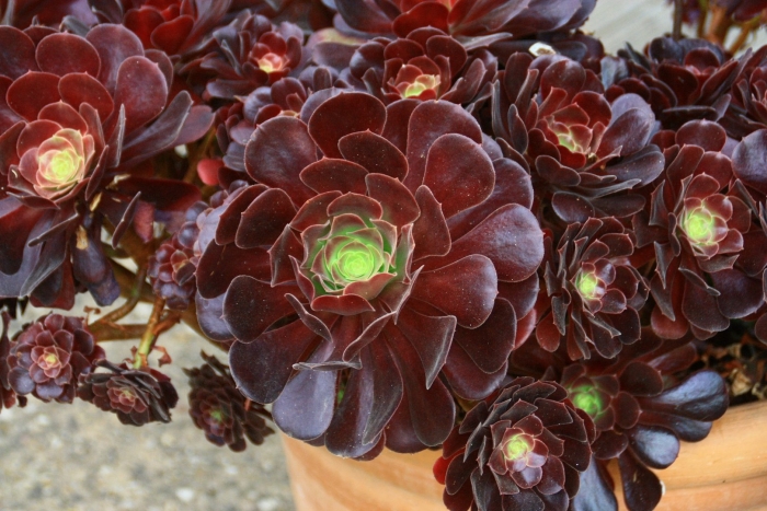 Эониум браун роуз