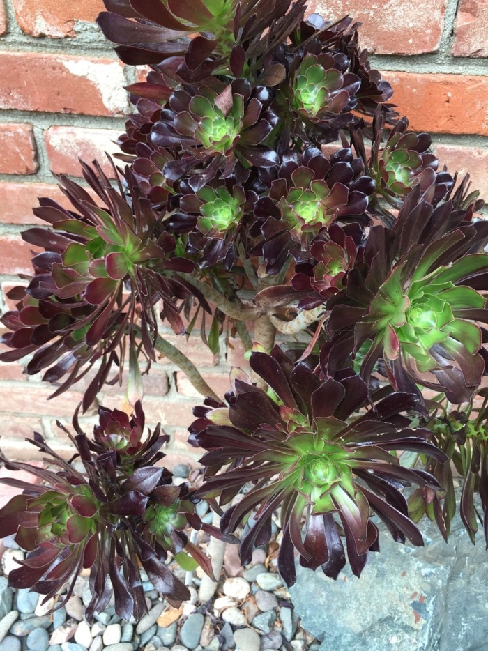 Эониум арбореум