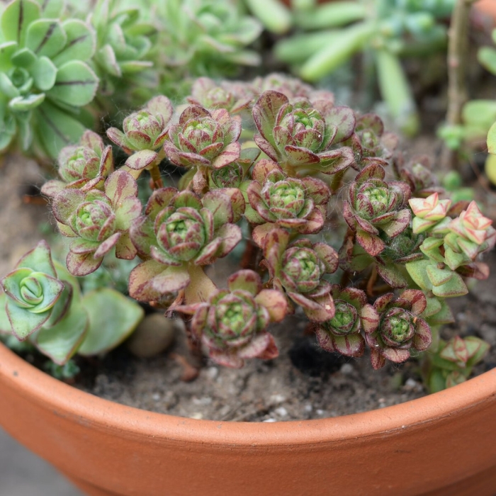 Aeonium mascaense