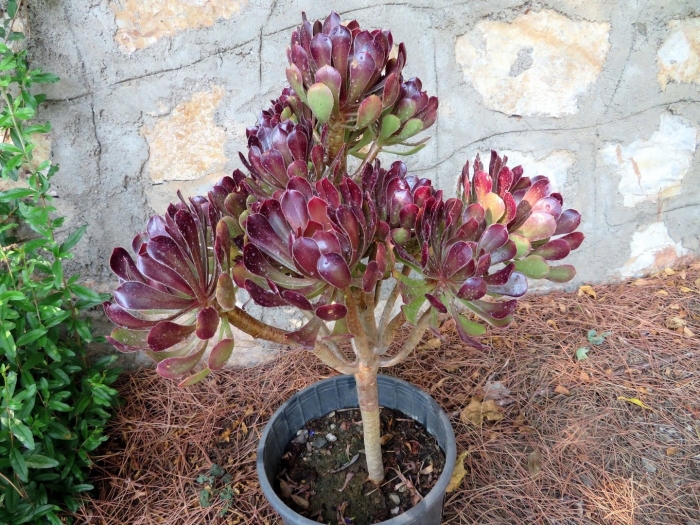 Эониум корниш трибьют