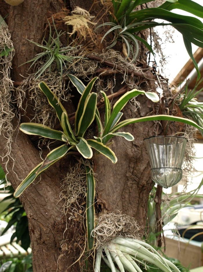 Эпифиты комнатные