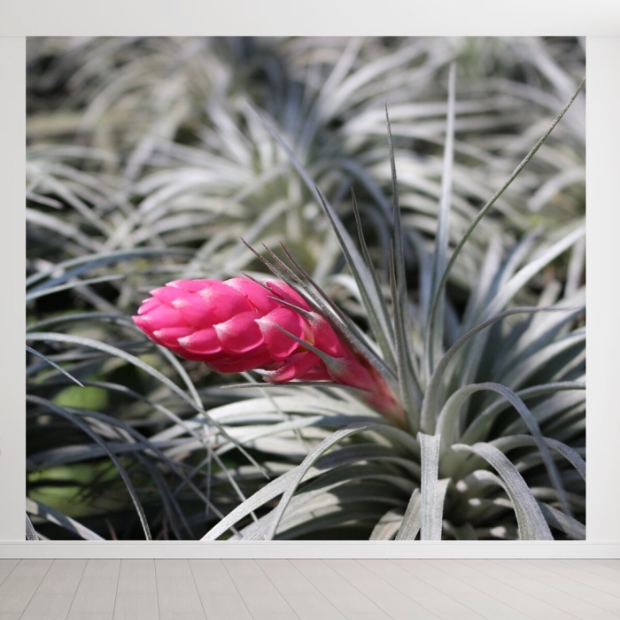 Тилландсия саманта