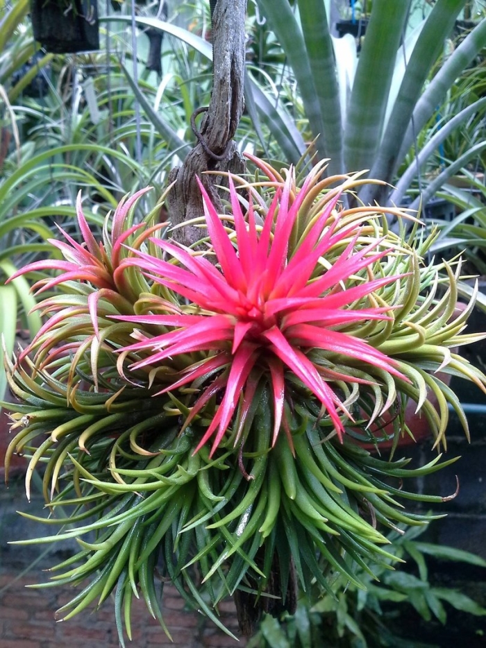 Tillandsia brachycaulos