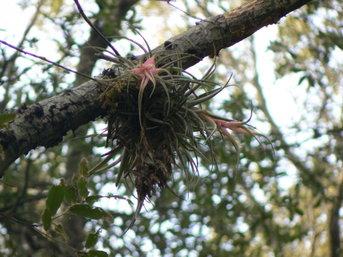 Tillandsia erubescens