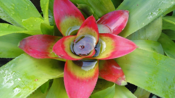 Бромелия суккулент